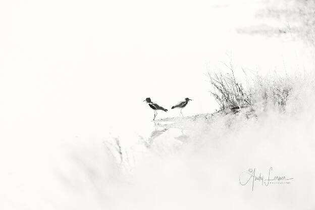 A pair of lapwings on the Zambezi River