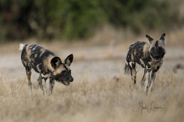 African wild dogs