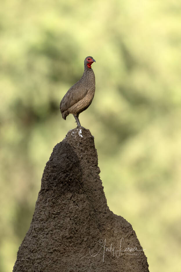 Swaison's spurfowl on a termite mound
