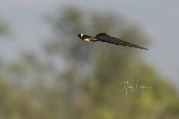 Long-Tailed Paradise Whydah