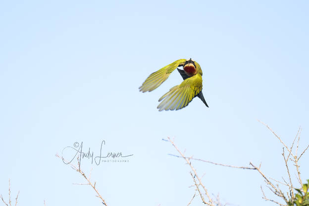 Little bee eater taking flight.