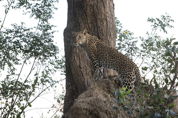Leopard finding a vantage point