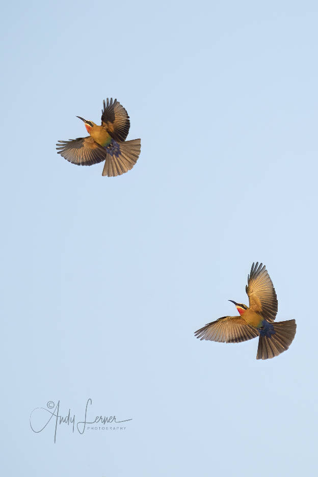 White fronted bee eaters in flight
