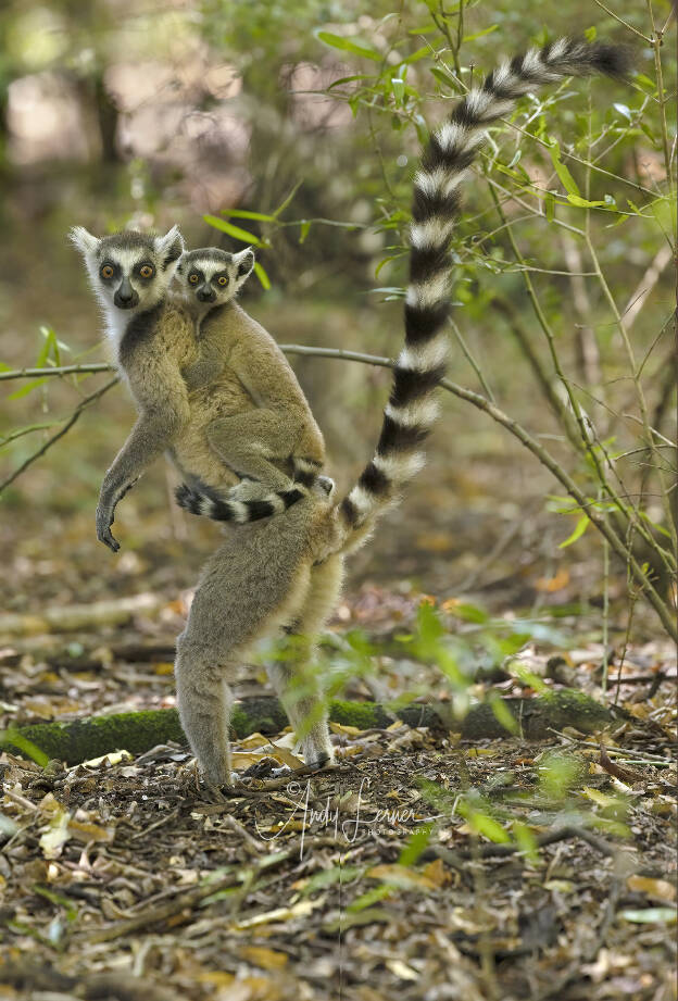 Ringtail Lemurs