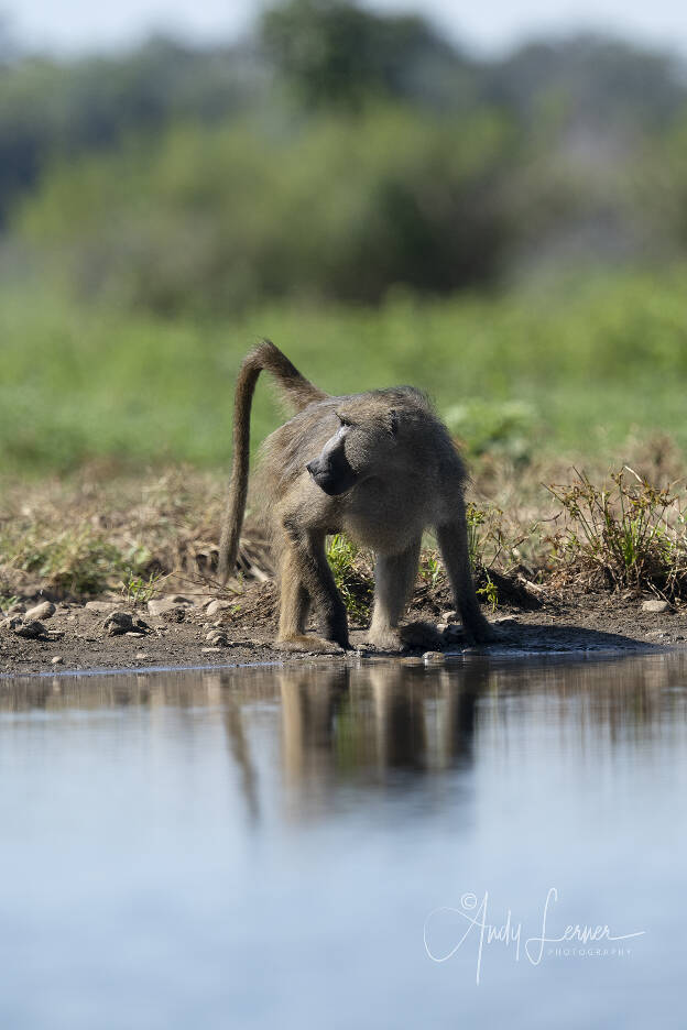 Baboon