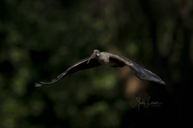 Hadada ibis in flight
