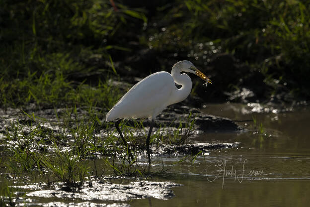 Egret with a catch