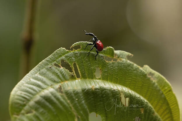 Giraffe beetle